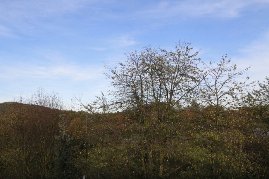 Ausblick R�ckseite Dachgeschosswohnung Oberhausen